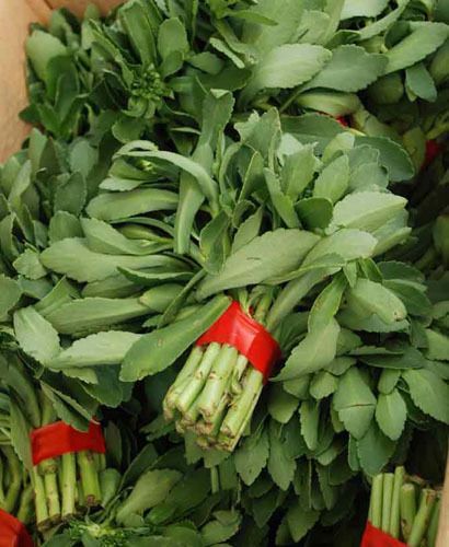 特菜种苗 野菜种子 蔬菜种苗,其他农作物种子,种苗价格/批发报价/生产