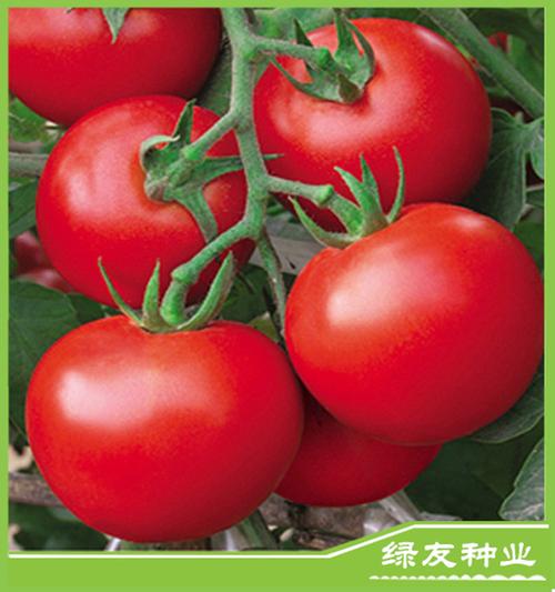 广东番茄种子-广东番茄种子厂家,品牌,图片,热帖
